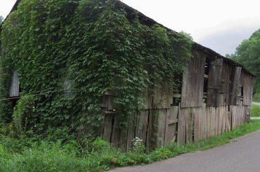 Yazın Kentucky dağlarında terk edilmiş, terk edilmiş bir ahır ve yeşil sarmaşıklar..