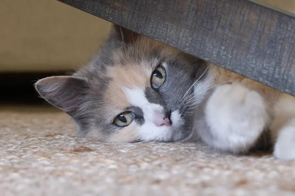 Krásná nadýchaná tříbarevná kočka odpočívá na podlaze. Domácí mazlíčci koncept — Stock fotografie