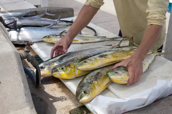 Fisherman Cleans Freshly Caught Fish Specialized Table Pier Fisherman Cutting — Stock Photo, Image