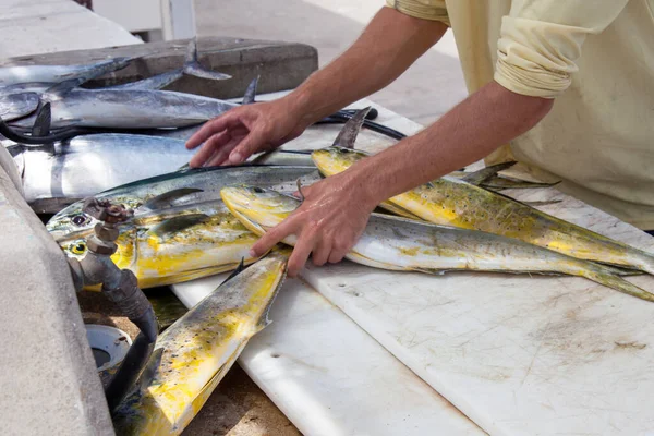 Fisherman Cleans Freshly Caught Fish Specialized Table Pier Fisherman Cutting — Stock Photo, Image