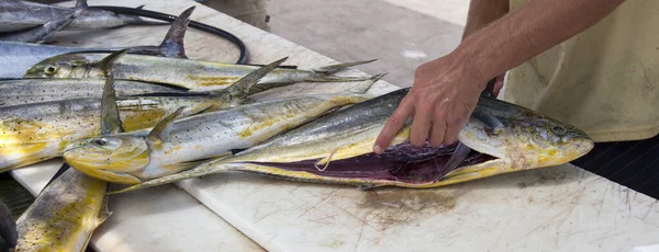 Fisherman Cleans Freshly Caught Fish Specialized Table Pier Fisherman Cutting — Stock Photo, Image