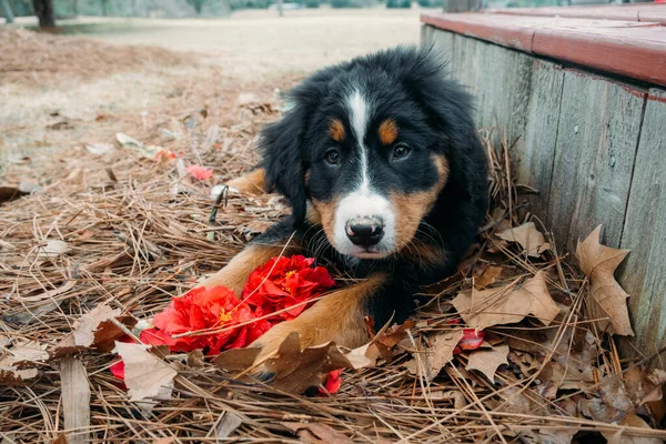 Mignon Chiot Drôle Bernese Chien Montagne Couché Extérieur Près Porche — Photo