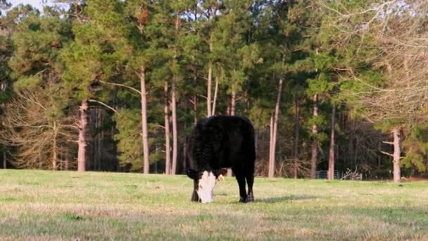 Pequeño ternero pastando en el prado y come hierba en un día soleado en el campo de pastoreo. — Vídeos de Stock