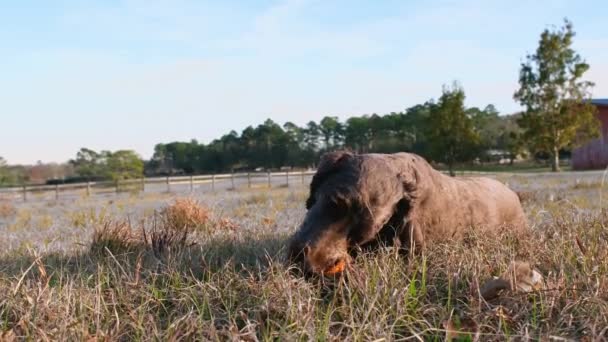 Porträtt av hund tugga sällskapsdjur leksak liggande på gräset. Sällskapsdjur spelar med boll. — Stockvideo