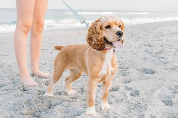 Cão Estimação Bonito Andando Praia Areia Conceito Passatempo Divertido Com — Fotografia de Stock