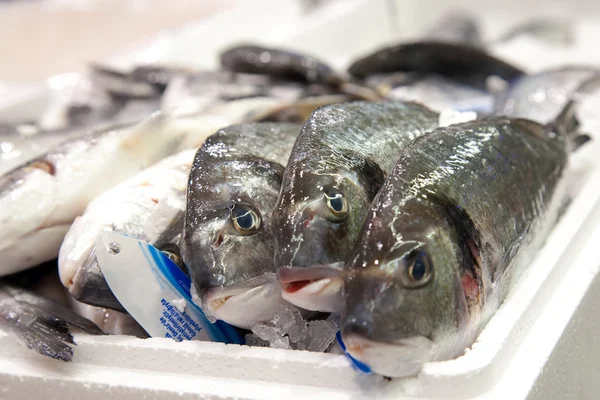 Fresh fish on the market — Stock Photo, Image