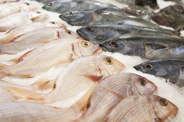 Fresh fish on ice — Stock Photo, Image