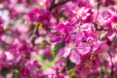 pembe elma ağacı çiçeği