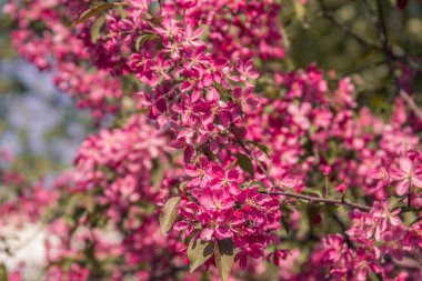 Elma ağacı çiçekleri, Moskova. Rusya'da güzel bahar zamanı