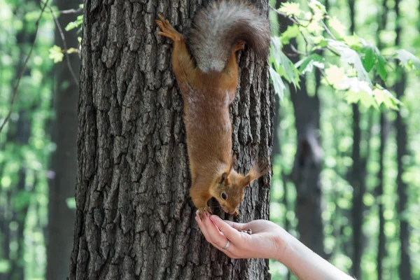 Sincaplar fındık yer
