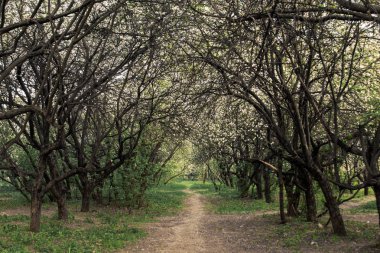 Çiçekli elma ağacı. 