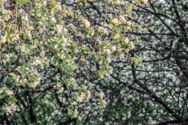 Çiçek elma ağacı, Moskova, Rusya Federasyonu. 