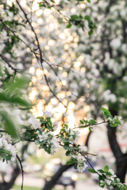 Çiçek elma ağacı, Moskova, Rusya Federasyonu. Dikey görünüm