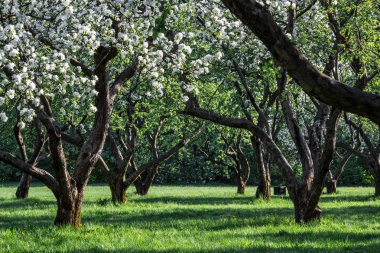 Elma ağacı çiçeği (Moskova Biryulevo içinde)