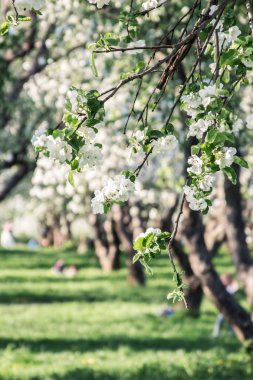 Elma ağacı çiçeği (Moskova Biryulevo içinde)
