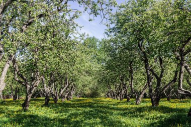 Kolomensky parkta güneşli bir gün, Moskova