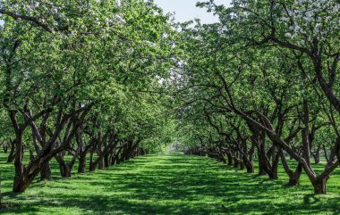 Kolomensky parkAlley, Moskova