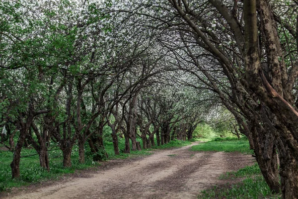 Elma ağacı çiçeği (Moskova Biryulevo içinde)