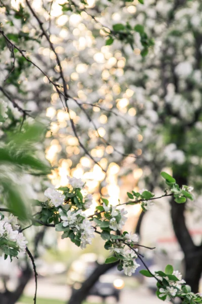 Çiçek elma ağacı, Moskova, Rusya Federasyonu. Dikey görünüm