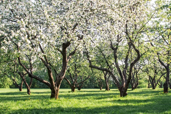 Elma ağacı çiçeği (Moskova Biryulevo içinde)