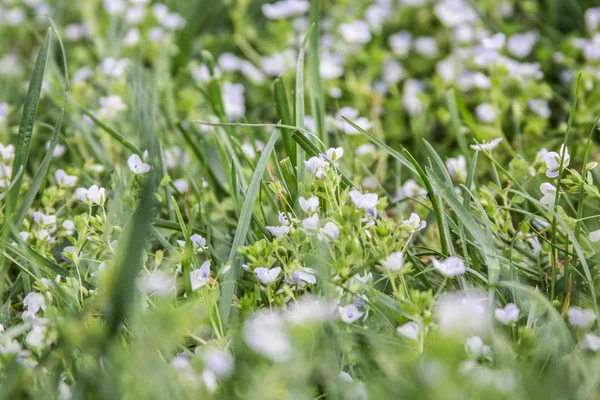 Elma ağacı çiçeği (Moskova Biryulevo içinde)