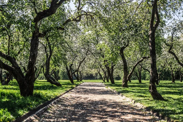 Kolomensky Parkı. Rusya'da bahar zamanı