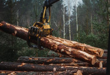 Sisli bir ormanda taze kesilmiş çam kütüklerini kaldırmak için hidrolik bir kanca kullanan ağır bir kereste makinesinin yakın çekimi. Görüntü, modern orman ekipmanları ve endüstriyel kereste toplama operasyonlarını yakalıyor..