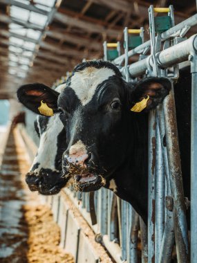 Modern ahır içinde süt ineği yiyen, çiftlik hayvanı yetiştiriciliği, hayvan bakımı ve yiyecek üretiminin yakın plan portresi..