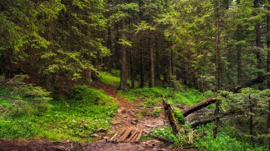 Ormanda Karpat Dağları, Ukrayna ile güzel sahne