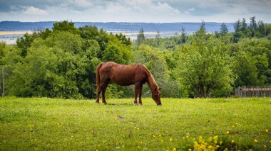 Otlakta at otlatma, doğa manzarası.