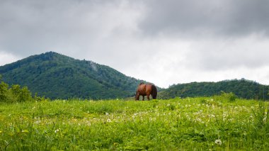 Karpat dağları, yağmurdan önce. çayırda otlayan at. 