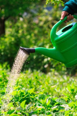 Watering plants, strawberries in the garden. spring outdoors