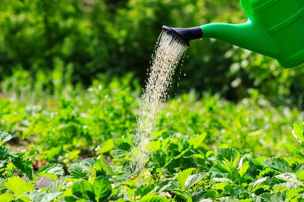Watering plants, strawberries in the garden. spring outdoors