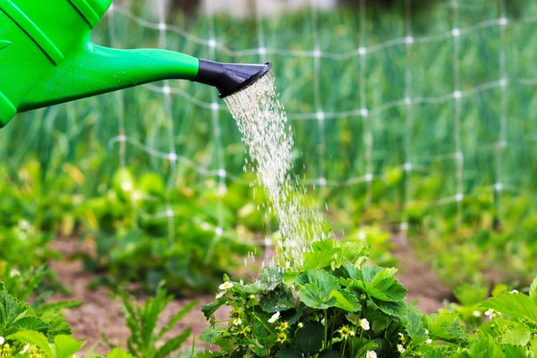 Watering plants, strawberries in the garden. spring outdoors