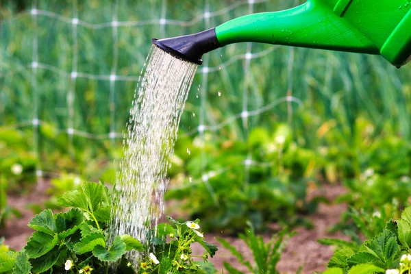 Watering plants, strawberries in the garden. spring outdoors