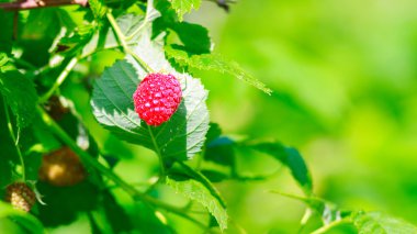 Bush, organik zemin üzerine bir olgun ahududu.