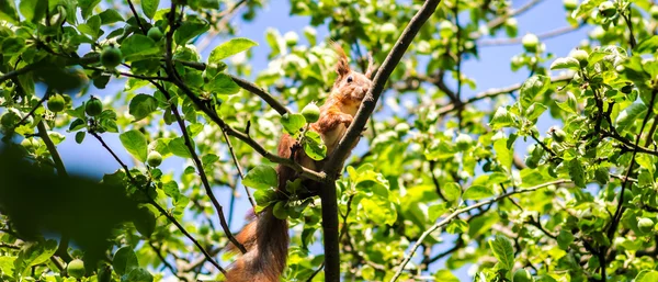 Eekhoorn op tak van de boom in de zomer. — Stockfoto