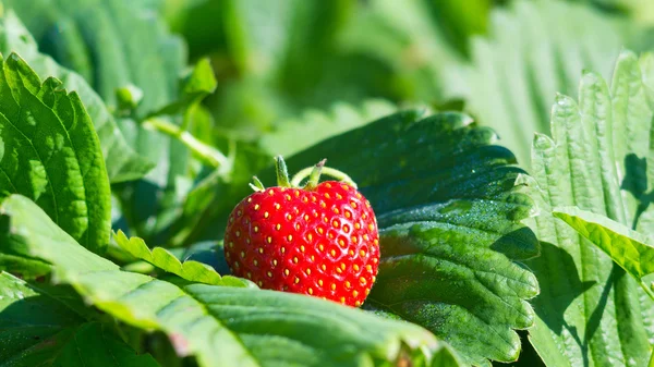 Le fragole mature su una foglia al giardino . — Foto Stock