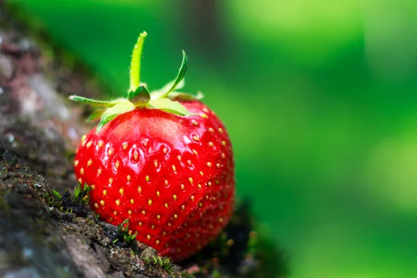 Een rijpe aardbeien op boomstam in Tuin, close-up. — Stockfoto