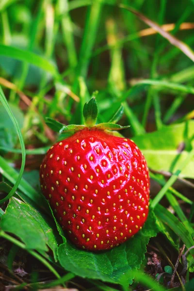 Een rijpe aardbeien op het gras in de tuin, close-up. — Stockfoto