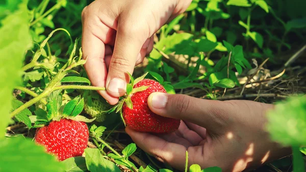 Kind hand pakt rijpe aardbeien in de tuin, close-up. — Stockfoto