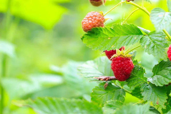 Rijpe en groene framboos op de achtergrond bush, organische. — Stockfoto