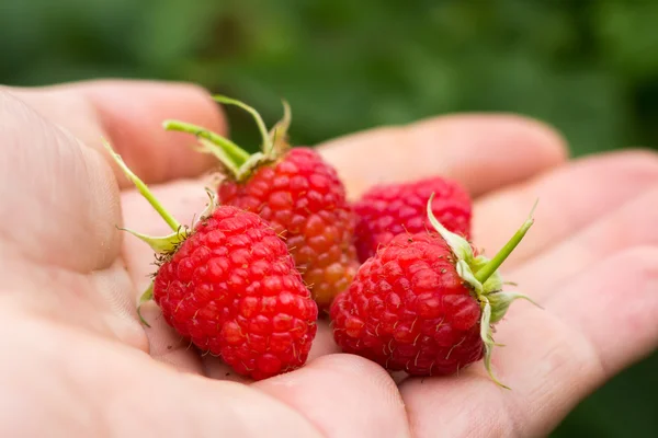 Ripe en fris, home framboos in de hand — Stockfoto