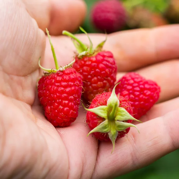 RIPE és friss, a haza-málna a kezében — Stock Fotó