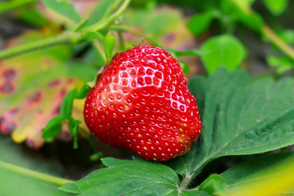 Matura fragole su un cespuglio al giardino . — Foto Stock