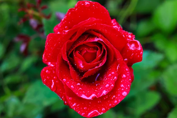 Bloei rode rozen in de tuin, bovenaan weergave. — Stockfoto