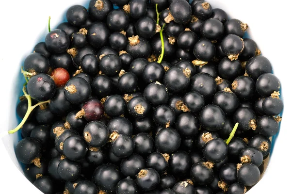 Olgun Siyah frenk üzümü berry üstten görünüm, meyve arka plan. — Stok fotoğraf