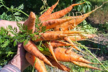 Taze havuç paket, organik sebze demet tutan el.