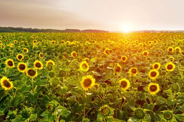 Çiçek açan ayçiçeği, manzara arka plan tarlası.