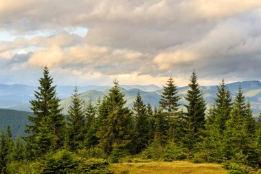 Yaz Karpat Dağları manzara. çam ormanı, Ukrayna, Europe.
